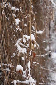 雪中爬山虎
