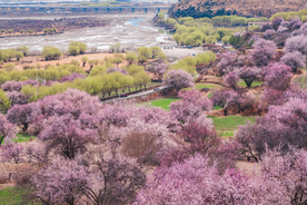 桃花樱花花艺图片