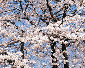 桃花樱花花艺图片