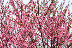 桃花樱花花艺图片