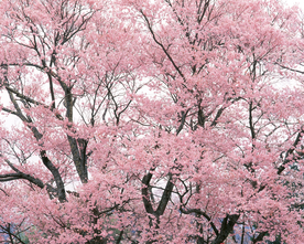桃花樱花花艺图片