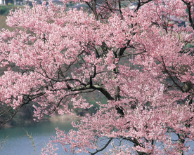 桃花樱花花艺图片