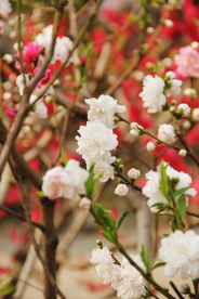 桃花樱花花艺图片