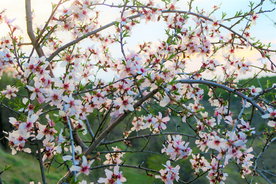 桃花樱花花艺图片