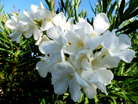 桃花樱花花艺图片