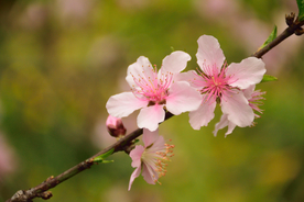 桃花樱花花艺图片