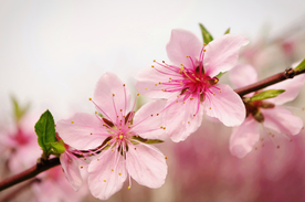 桃花樱花花艺图片
