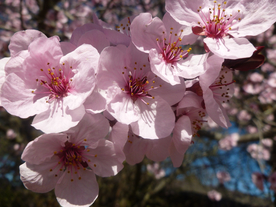 桃花樱花花艺图片