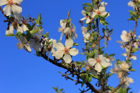 桃花樱花花艺图片