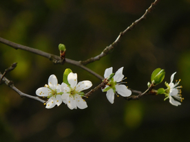 桃花樱花花艺图片