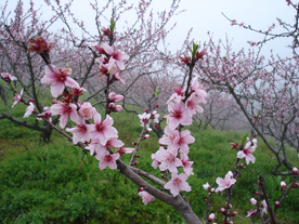 桃花樱花花艺图片