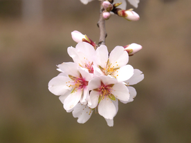 桃花樱花花艺图片