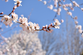 桃花樱花花艺图片