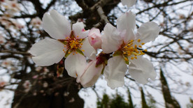 桃花樱花花艺图片