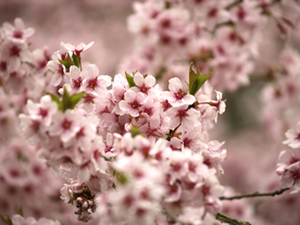 桃花樱花花艺图片
