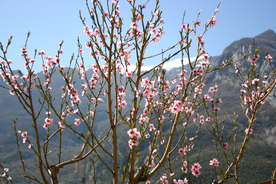 桃花樱花花艺图片