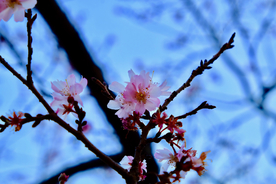 桃花樱花花艺图片