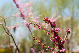 桃花樱花花艺图片