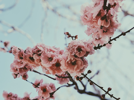 桃花樱花花艺图片