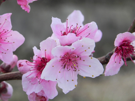 桃花樱花花艺图片