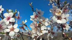 桃花樱花花艺图片