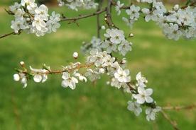桃花樱花花艺图片