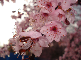 桃花樱花花艺图片