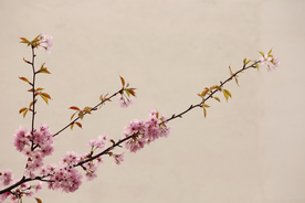 桃花樱花花艺图片