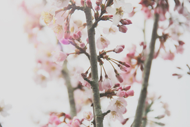 桃花樱花花艺图片