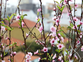 桃花樱花花艺图片