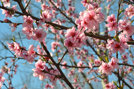 桃花樱花花艺图片