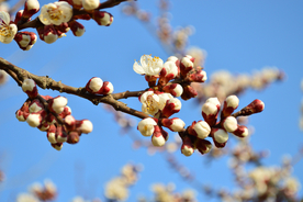 桃花樱花花艺图片
