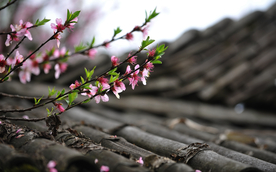 桃花樱花花艺图片