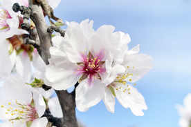桃花樱花花艺图片