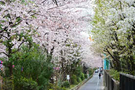 桃花樱花花艺图片