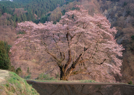 桃花樱花花艺图片