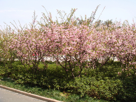 桃花樱花花艺图片