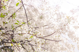 桃花樱花花艺图片