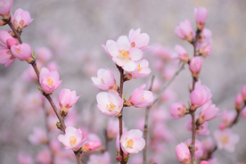 桃花樱花花艺图片