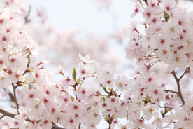 桃花樱花花艺图片