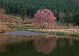 桃花樱花花艺图片