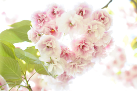 桃花樱花花艺图片