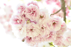 桃花樱花花艺图片