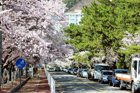 桃花樱花花艺图片