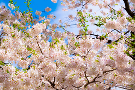桃花樱花花艺图片
