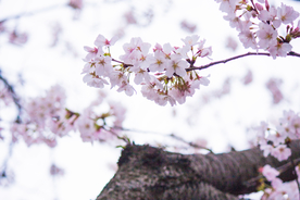 桃花樱花花艺图片
