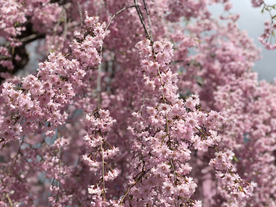 桃花樱花花艺图片