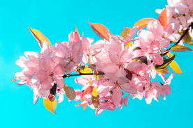 桃花樱花花艺图片