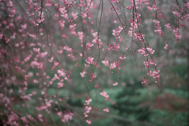 桃花樱花花艺图片