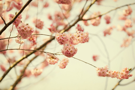 桃花樱花花艺图片